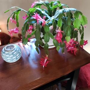 Meet your Posher, Dottie